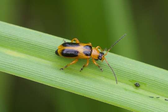 Слика од Phyllobrotica decorata (Say 1824)