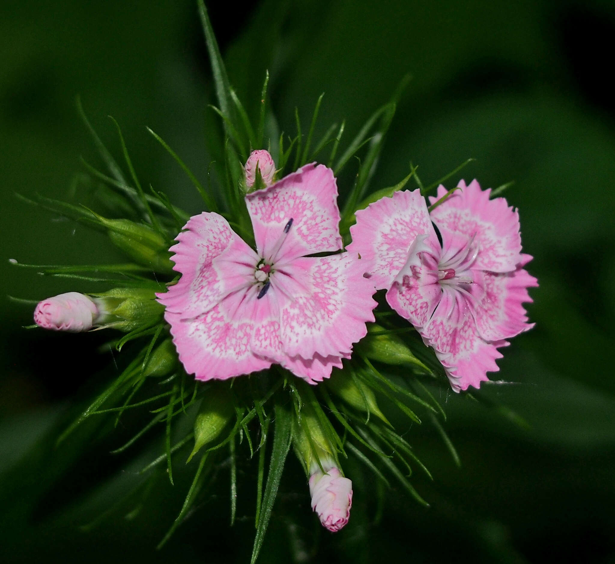 صورة Dianthus barbatus L.