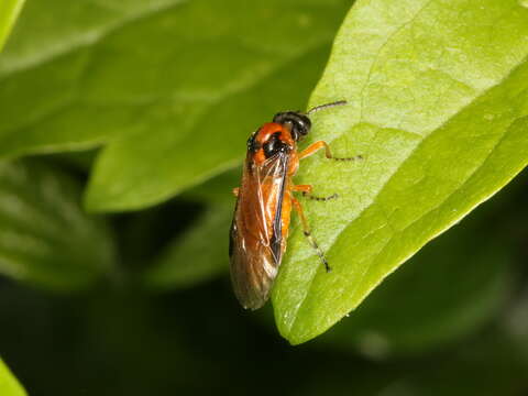 Image of Beet Sawfly