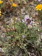 Image of Astragalus tener var. tener