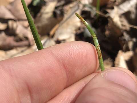 Слика од Puccinia porri (Sowerby) G. Winter 1881