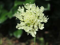 Image of cream pincushions