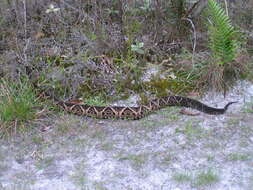 صورة Bothrops jararacussu Lacerda 1884