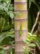 Image de Phelsuma grandis Gray 1870