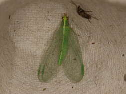 Image of Common green lacewing