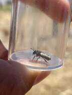 Image of Apical Leafcutter Bee