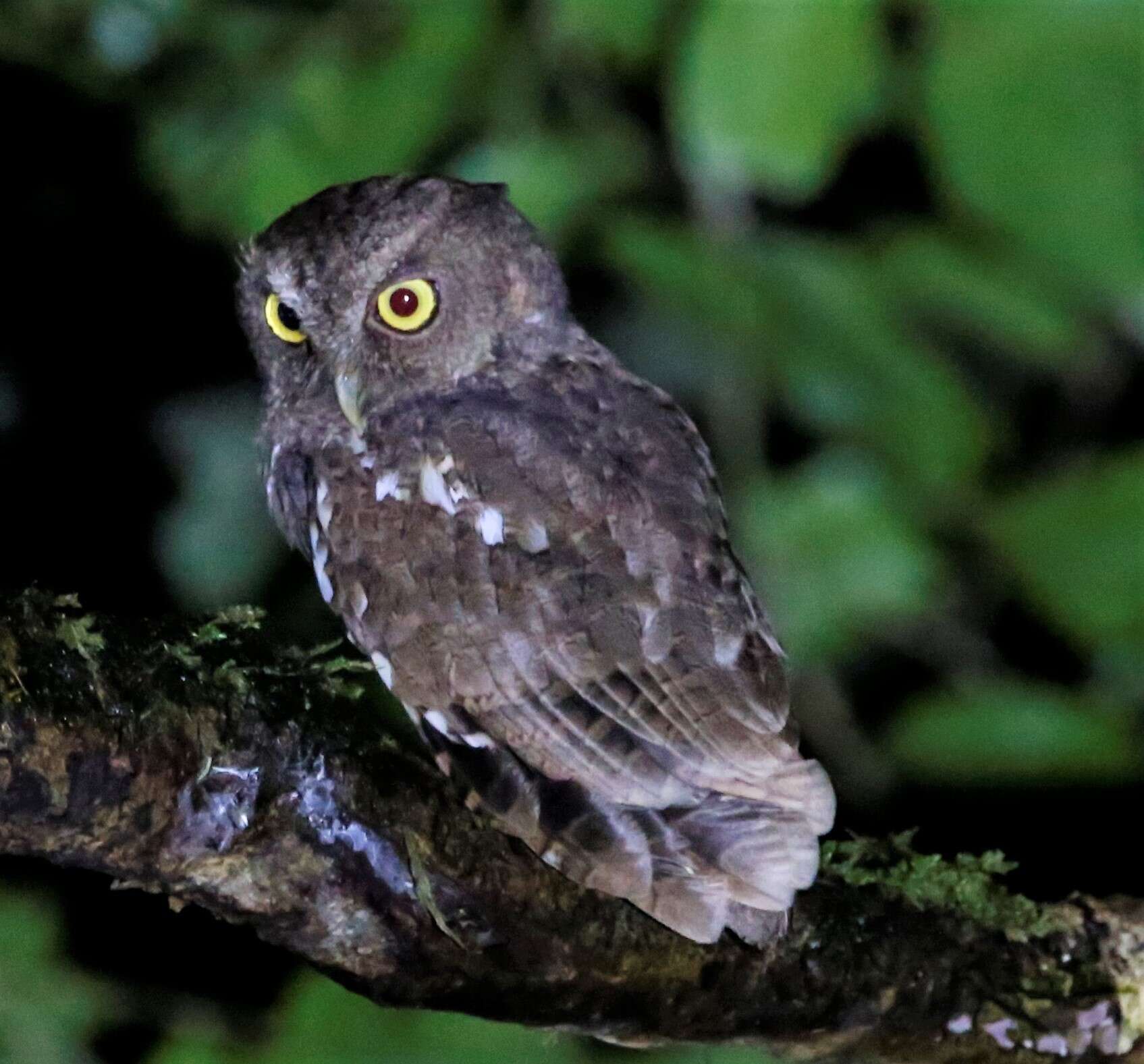 Image of Choco Screech Owl