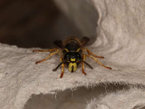 Image of Common wasp