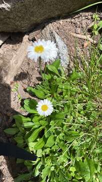 Image de Erigeron garrettii A. Nels.