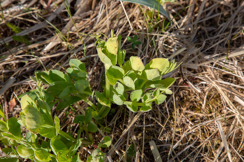 Image of beach pea