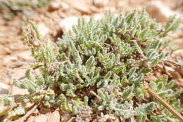 Image of Scutellaria orientalis L.