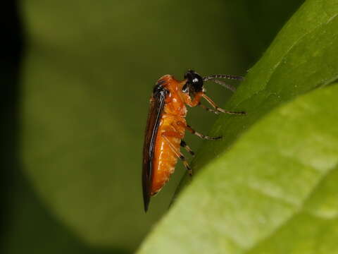 Image of Beet Sawfly