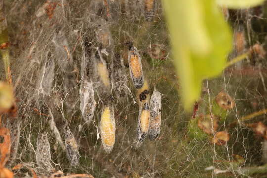 Image of Ermine moth