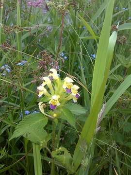 Image of Edmonton hempnettle