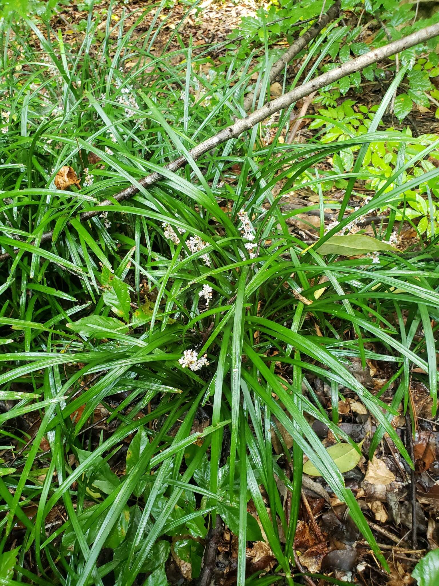 Image of Big blue lilyturf'