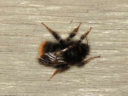 Image of Red tailed bumblebee