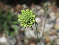 Image of cream pincushions