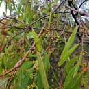 Image of Eucalyptus rodwayi R. T. Baker & H. G. Smith