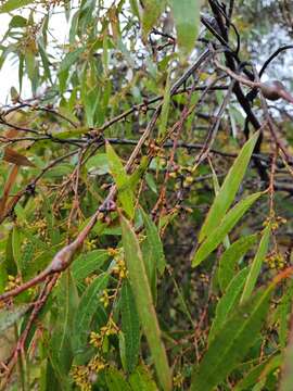 Image of Eucalyptus rodwayi R. T. Baker & H. G. Smith