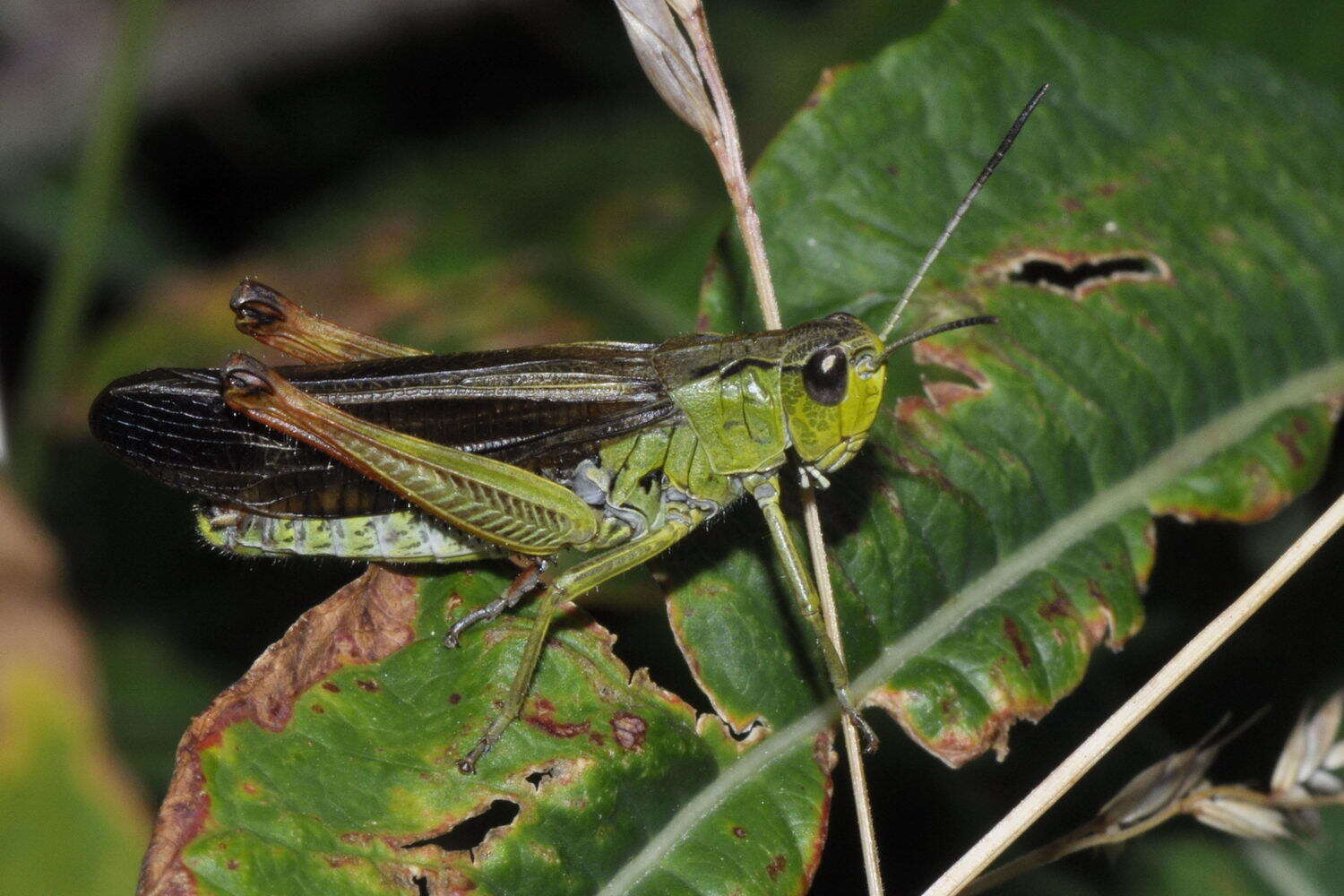 Stauroderus scalaris scalaris (Fischer von Waldheim 1846)的圖片