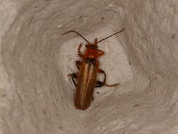 Image of Cantharis livida