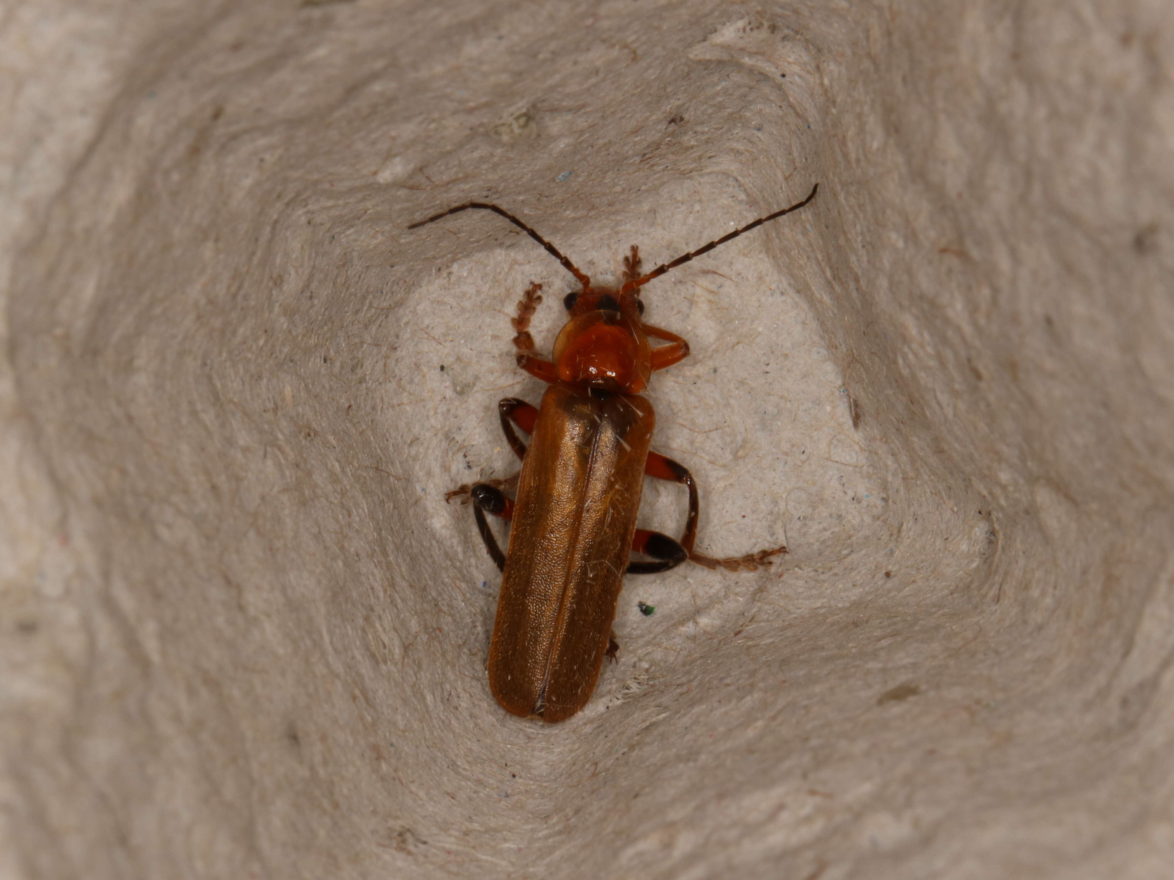 Image of Cantharis livida