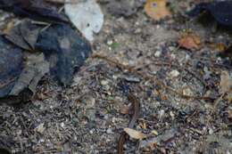 Image of Striped Centipede Snake