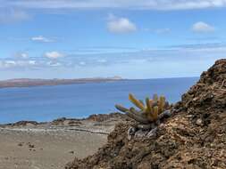 Image of Brachycereus