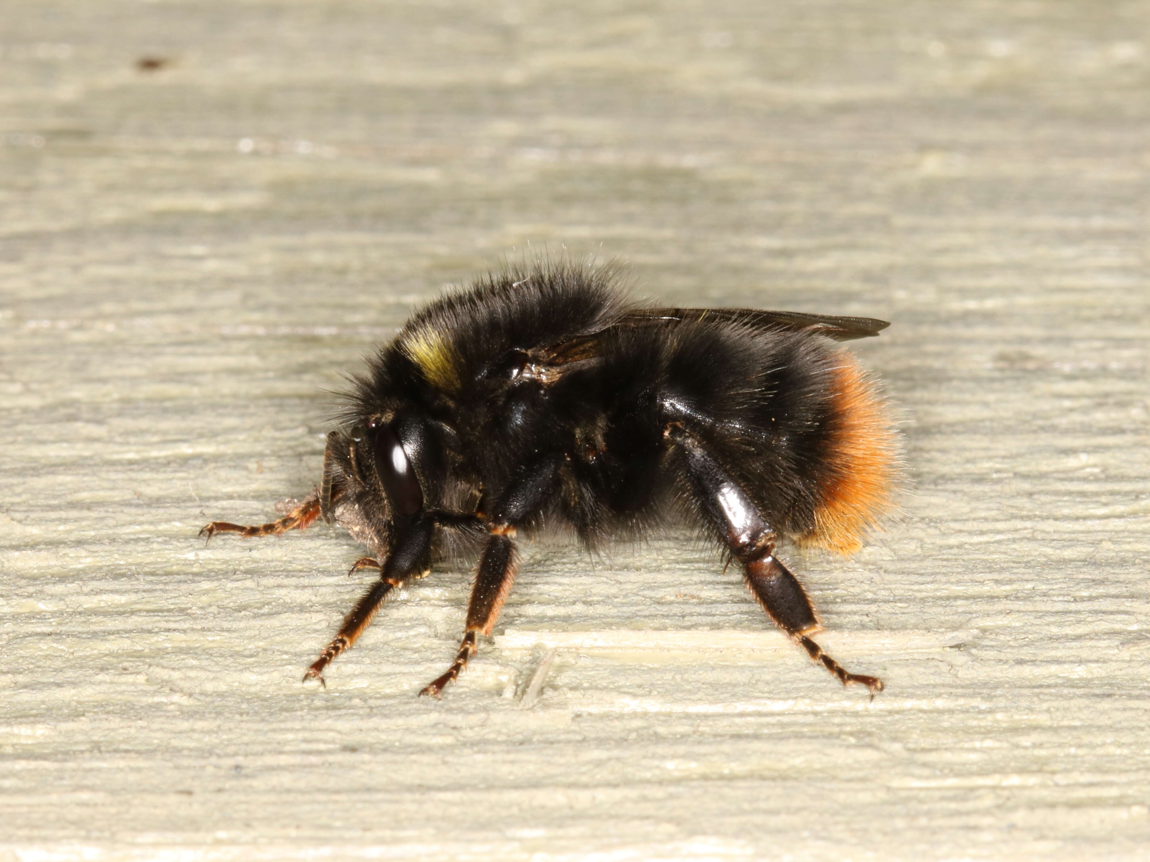 Image of Red tailed bumblebee