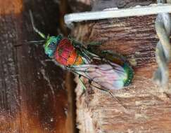 Image of Chrysis viridula L.