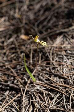 Image of Purple-veined spider orchid