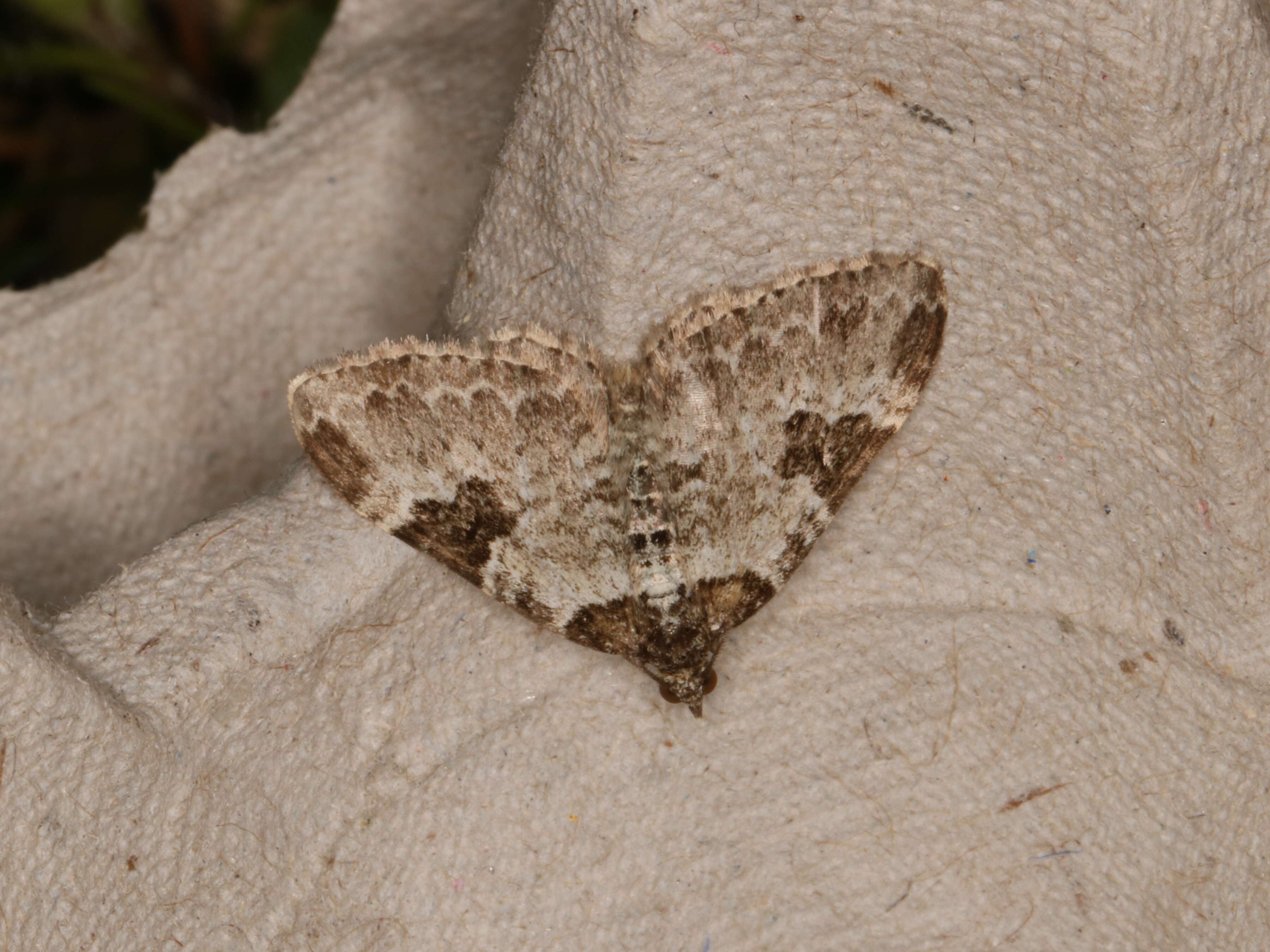 Image of garden carpet