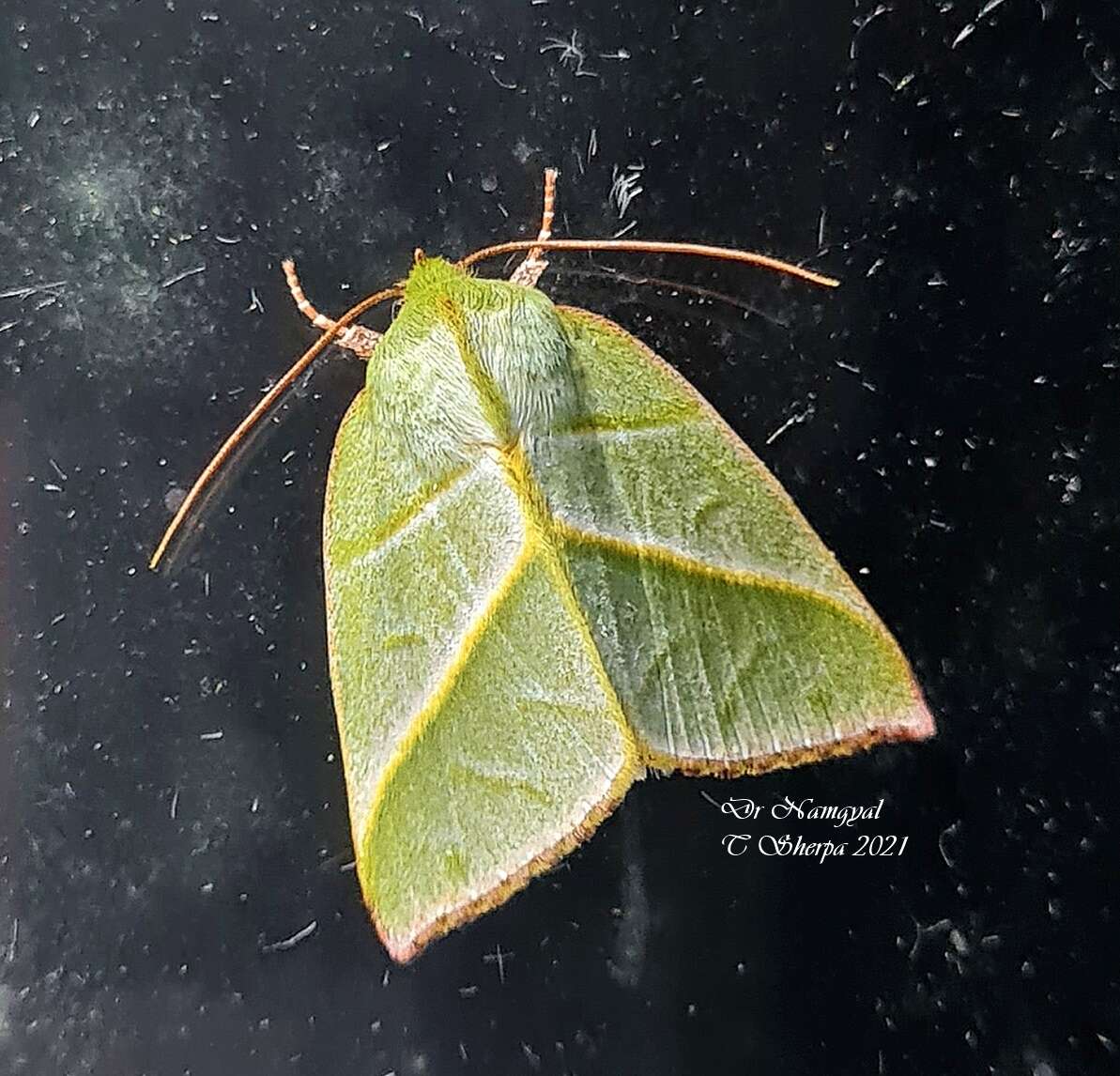 Image of Hylophilodes tsukusensis Nagano 1918