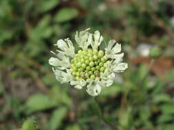 Image of cream pincushions