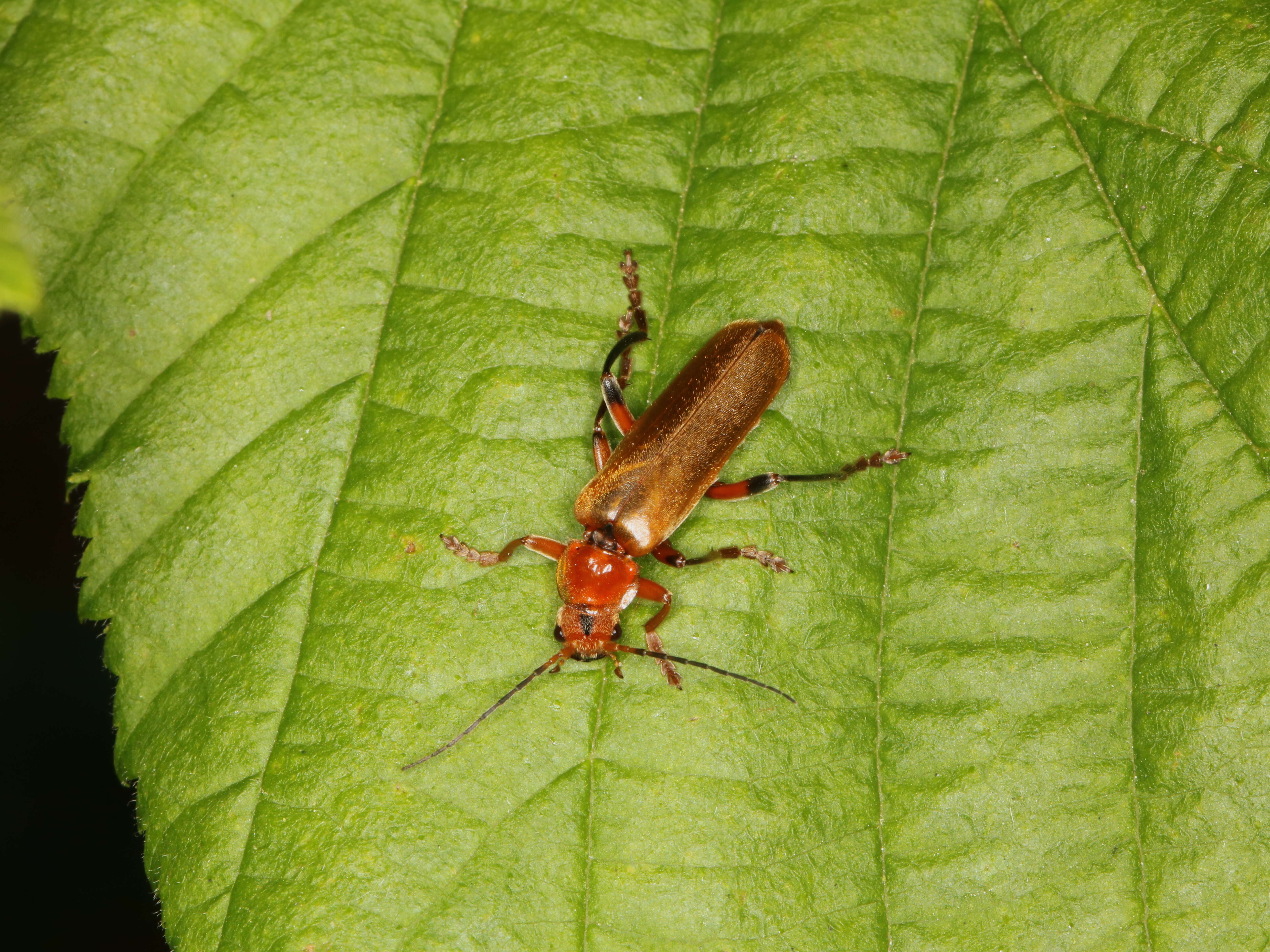 Image of Cantharis livida