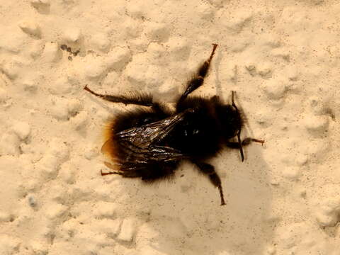 Image of Red tailed bumblebee