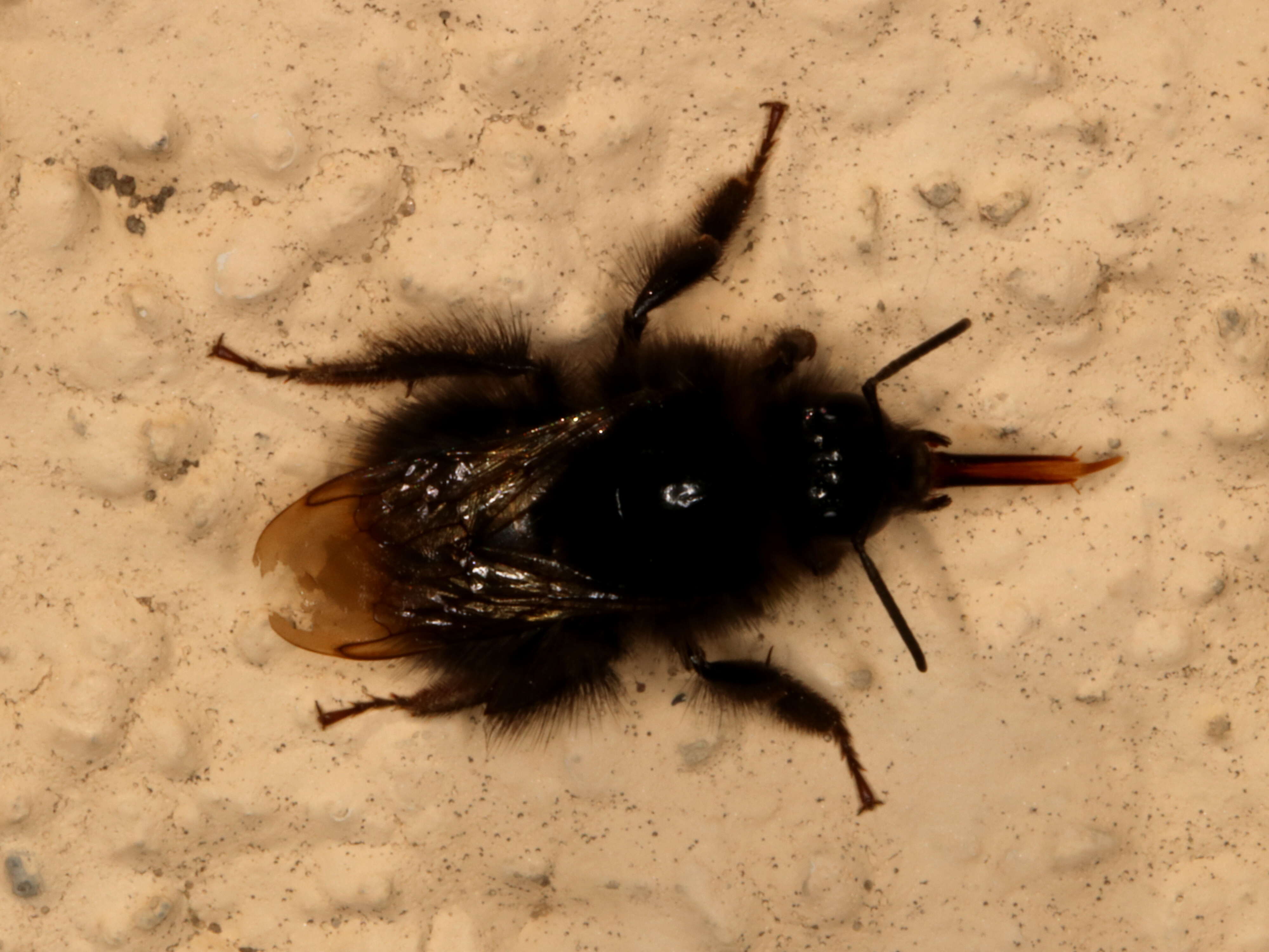 Image of Red tailed bumblebee