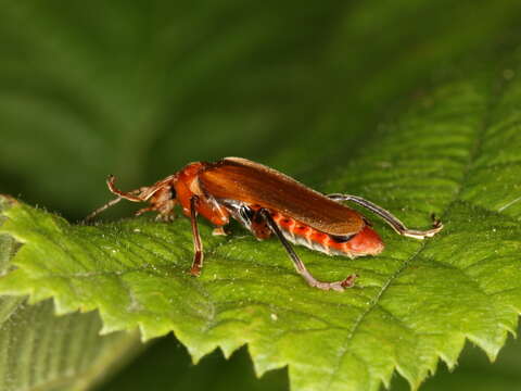 Image of Cantharis livida