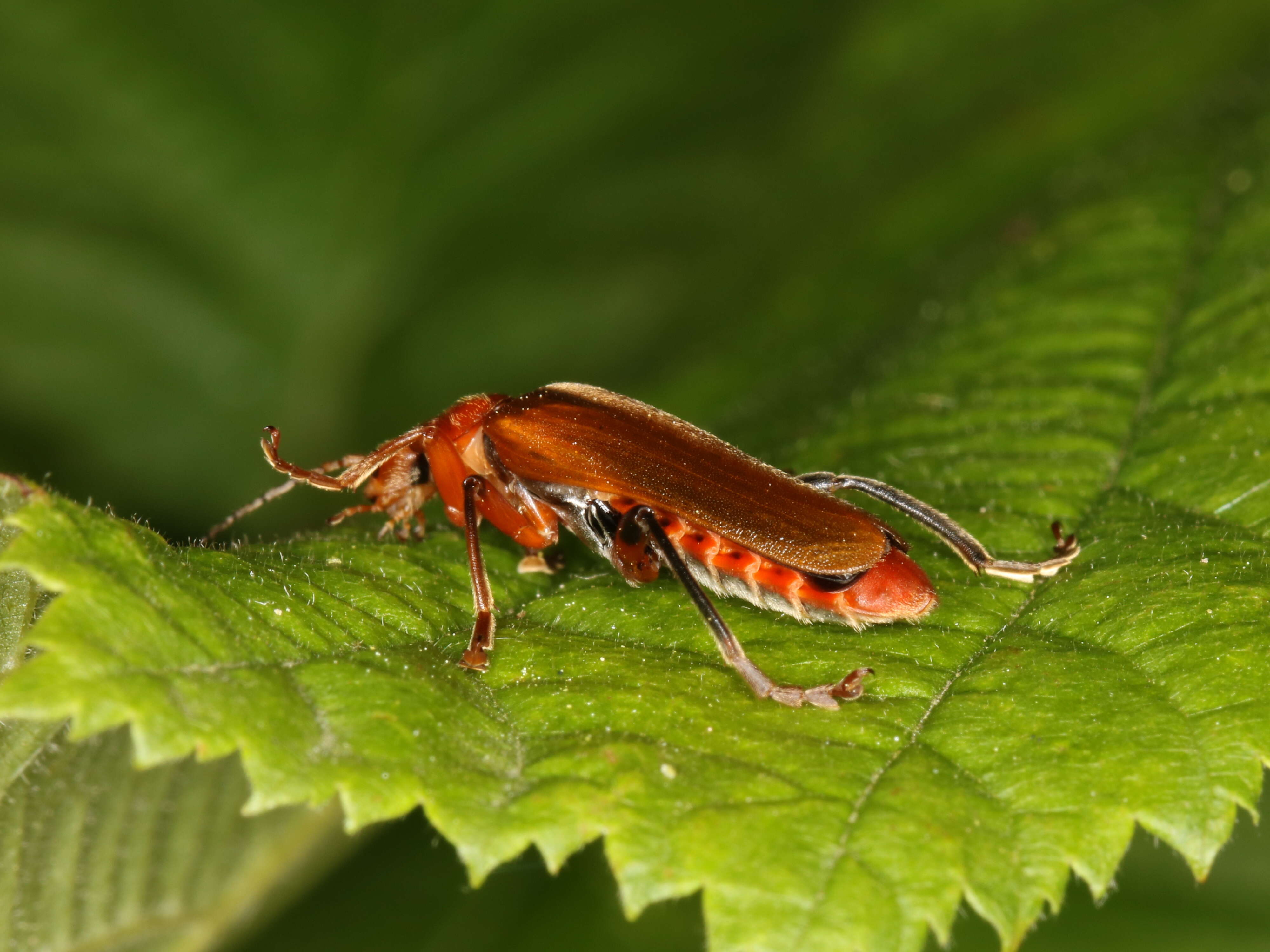 Image of Cantharis livida