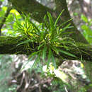 Image de Vanda falcata (Thunb.) Beer