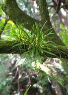 Image de Vanda falcata (Thunb.) Beer