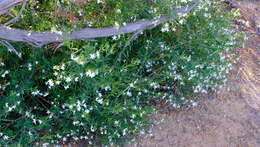 Plancia ëd Cyphanthera racemosa (F. Müll.) L. Haegi