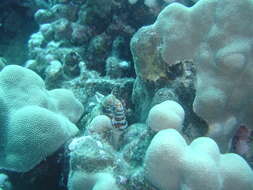 Image of Leopard moray eel