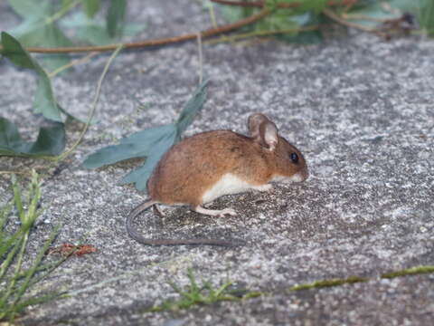 Image of Yellow-necked Field Mouse