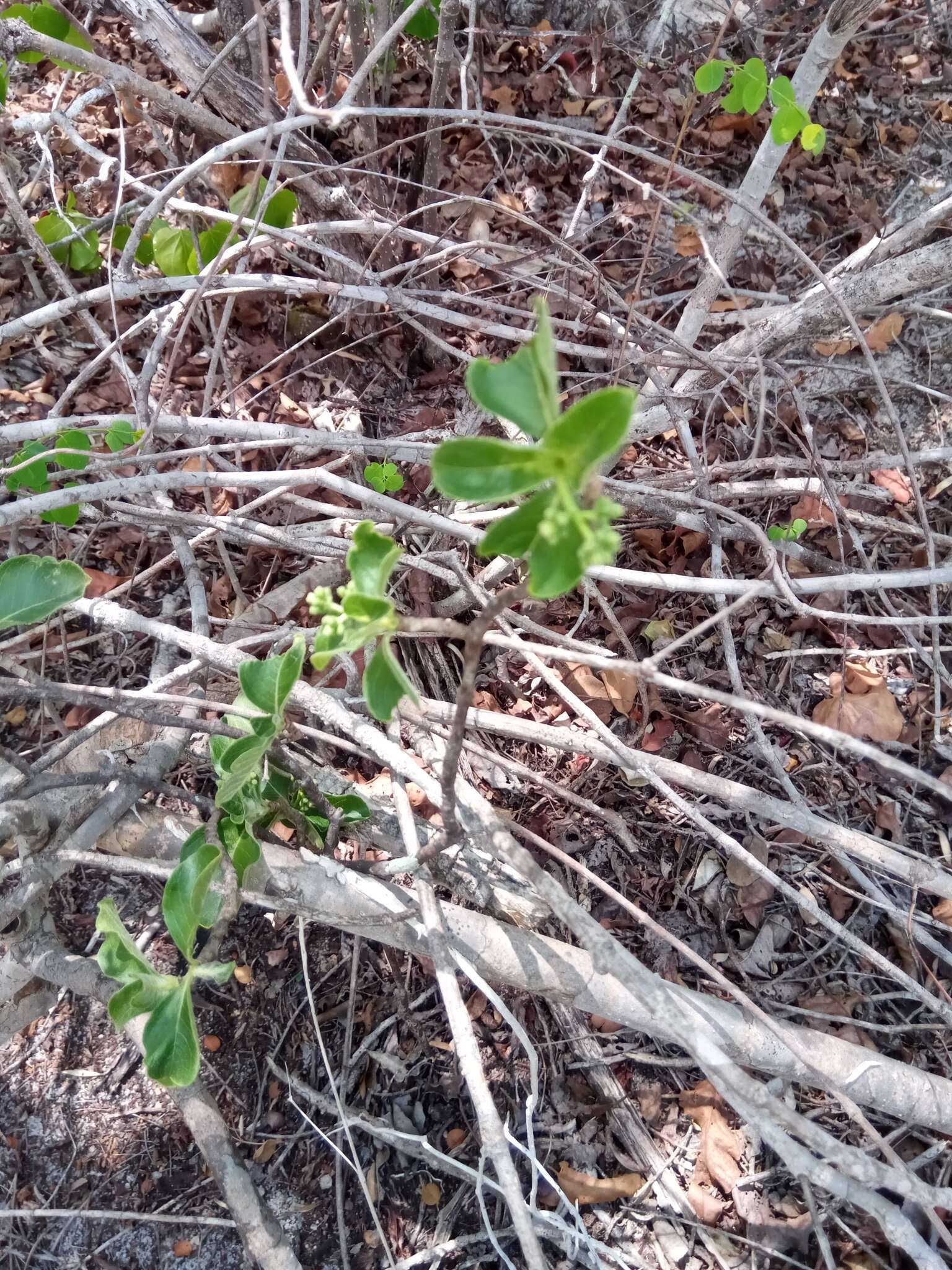 Image of Psychotria puffii Razafim. & B. Bremer