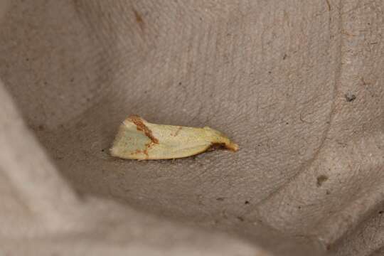 Image of Agapeta