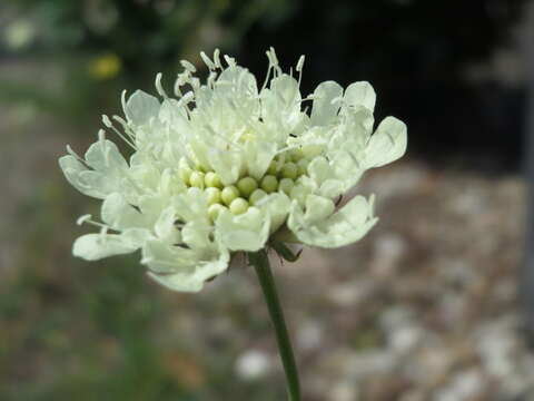 Image of cream pincushions