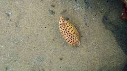 Image of Blue boxfish