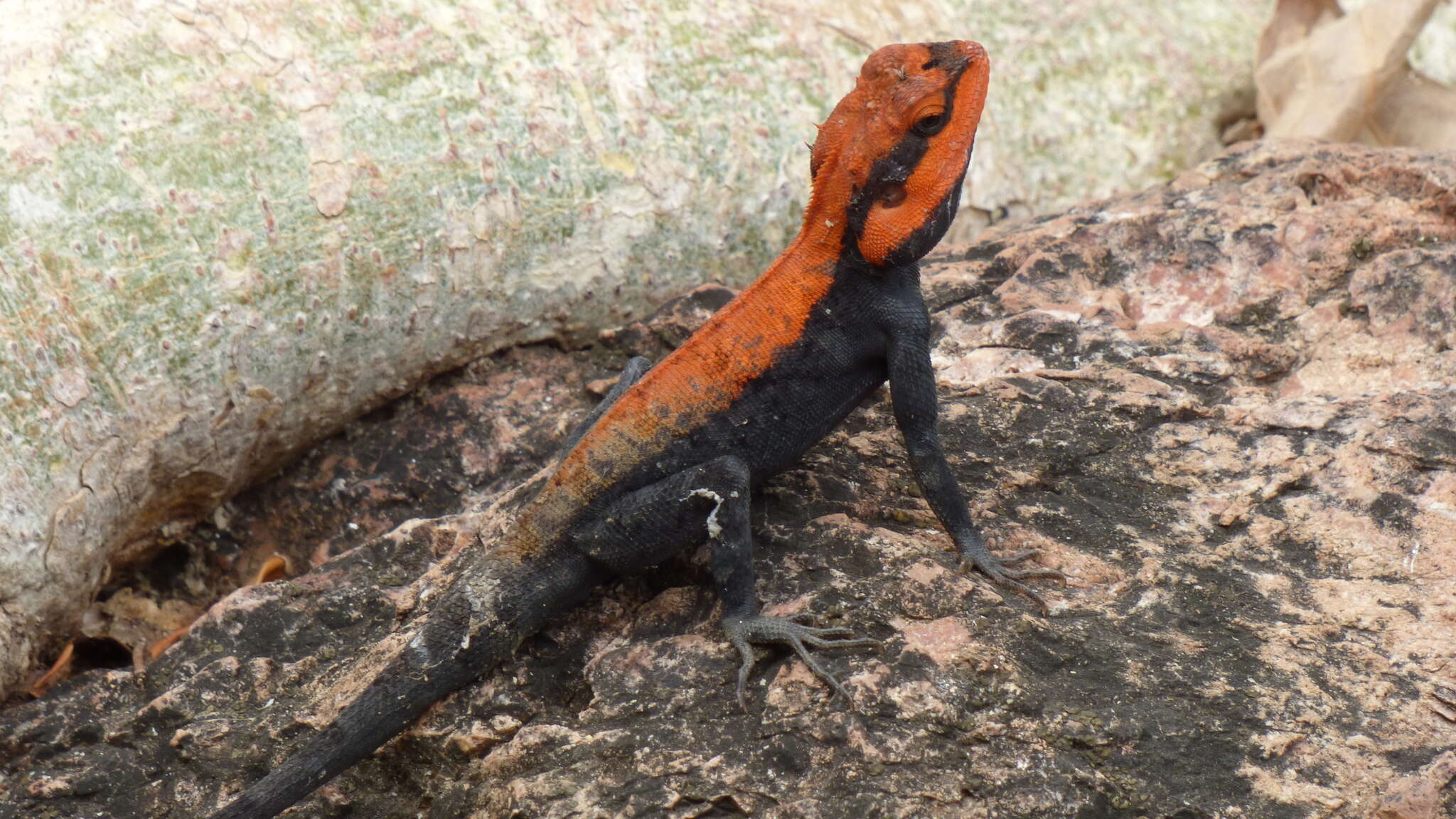 Image of Rock Dragon