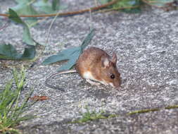 Image of Yellow-necked Field Mouse